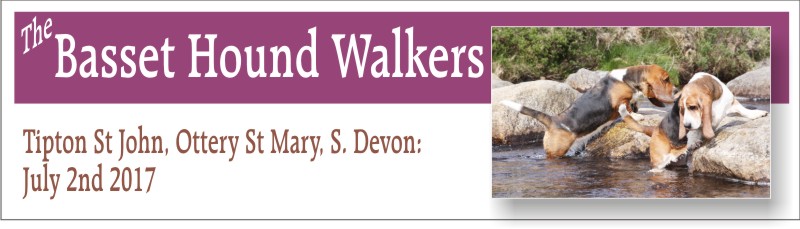 Basset Hound Walkers Tipton St John